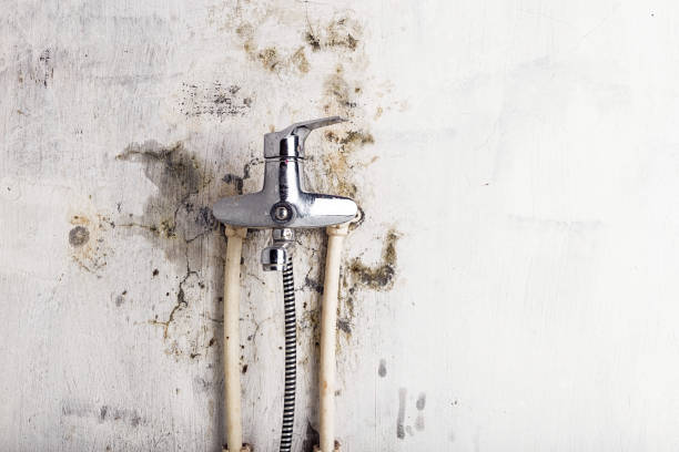 Best Office Mold Removal Services  in Blacklick Estates, OH