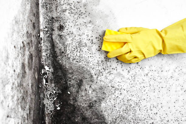 Best Fast Mold Removal  in Blacklick Estates, OH