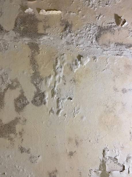Best Toxic Mold Removal  in Blacklick Estates, OH