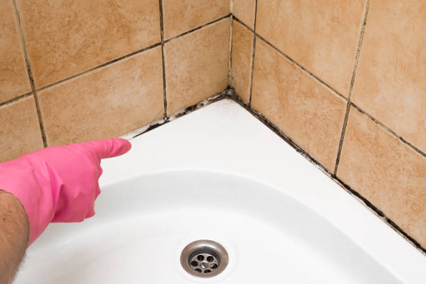 Best Attic Mold Removal  in Blacklick Estates, OH